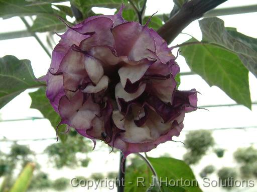 Datura double purple_2 